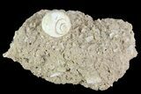 Eocene Fossil Gastropod (Globularia) - Damery, France #73800-1